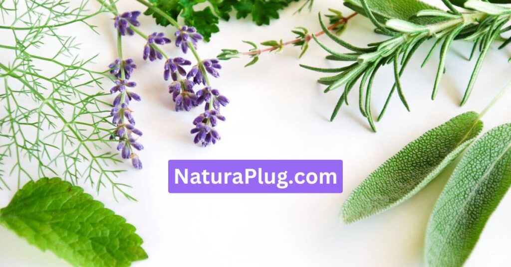 What is Naturaplug.com? –  Natural Solution for Health!